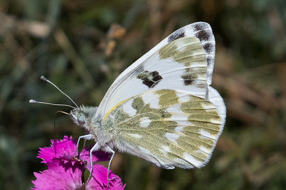 Pontia daplidice - 3990 - Llo - 18/07/23