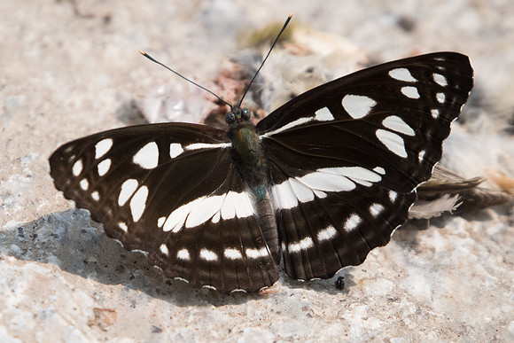 Phaedyma columella-3569 Doi Suthep - 8/03/23