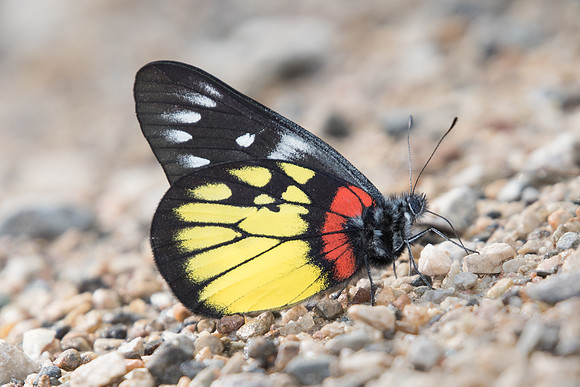 Delias pasithoe -8037 - Chiang Dao- 14/11/23