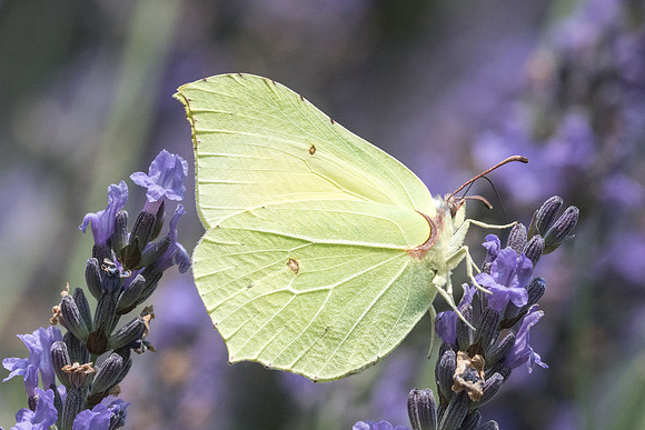 Gonopteryx rhamni 9909  - La Roque-Gageac - 26/06/23