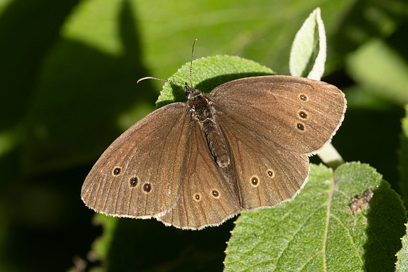 Aphantopus hyperantus-8122 - 20/07/24