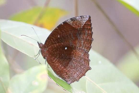 Elymnias hypermnestra tinctoria-6189 - Doi-Suthep - 10/03/23