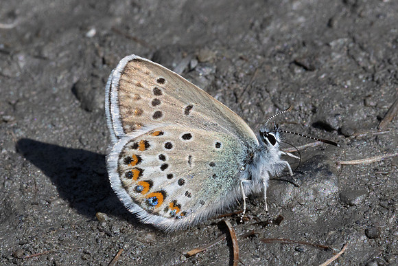Plebejus idas-2191