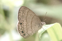 Hermeuptychia sosybius-1441