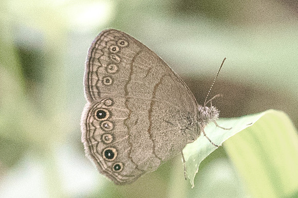 Hermeuptychia sosybius-1441