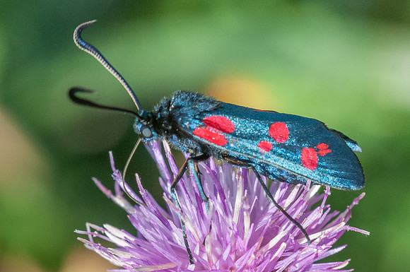 Zygaena filipendulae-3746