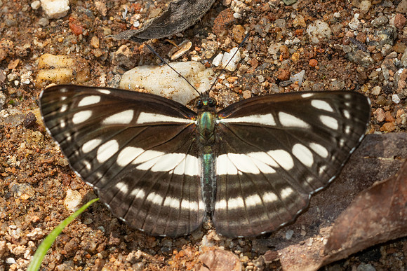 Neptis capnodes id--5647