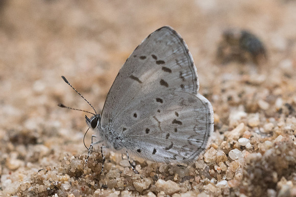 Acytolepis puspa lambi-2676 Chiang Dao 11/03/23