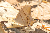 Lethe kansa-2963 - Chiang Dao - 19/03/25