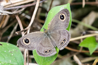 Ypthima sp-5081 - Phanom Bencha Mountain - 23/11/23