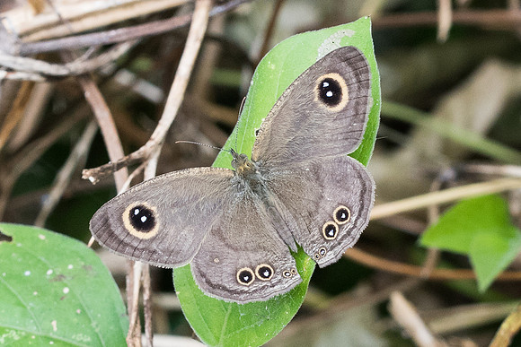 Ypthima sp-5081 - Phanom Bencha Mountain - 23/11/23