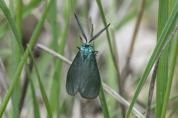 Jordanita sp-7506 - Cipières - 15/05/21