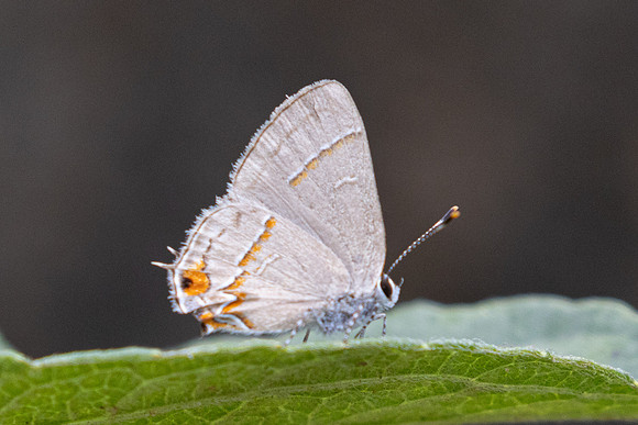 Electrostrymon endymion-0244 - Curiti - 7/06/24