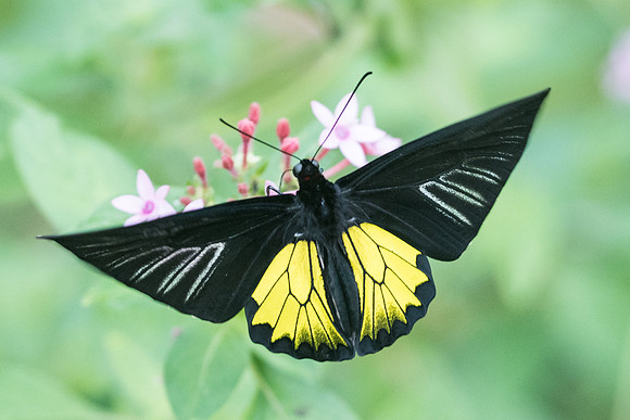 Troides helena-8653