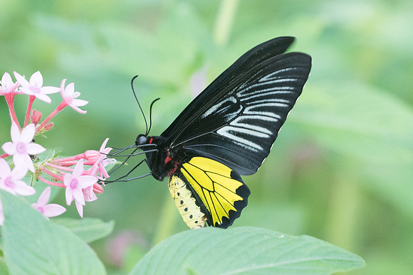 Troides helena-8654
