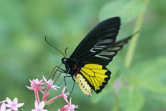 Troides helena-8657