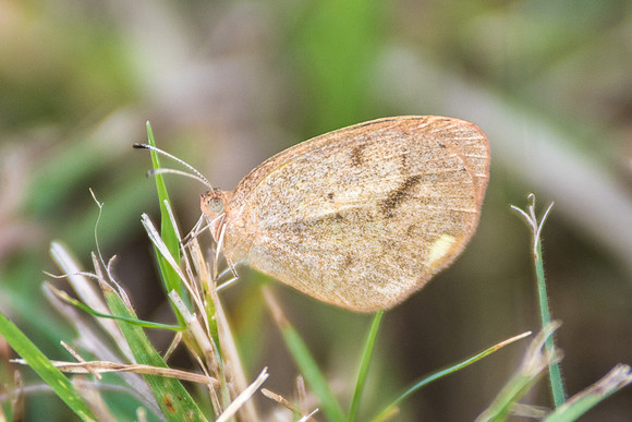 Eurema elathea ou nicippe-9707