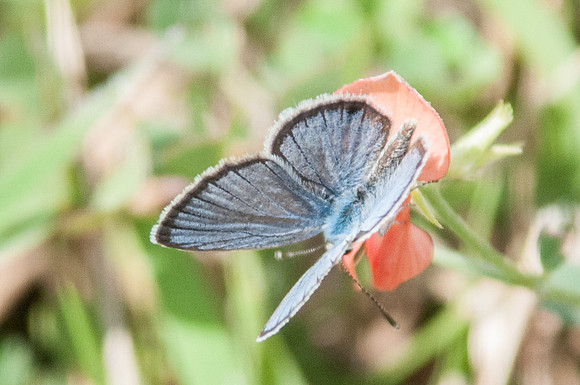 Hemiargus ceraunus - 4466