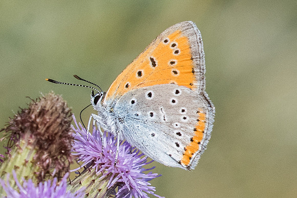 Lycaena dispar ♂-8858 - Orly sur Morin - 4/08/19