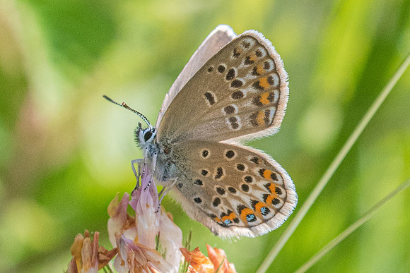 Plebejus argus-0502 - Greolieres les neiges - 27/06/20