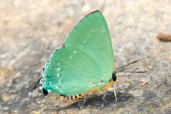 Artipe eryx-6197 - Doi-Suthep - 26/03/24