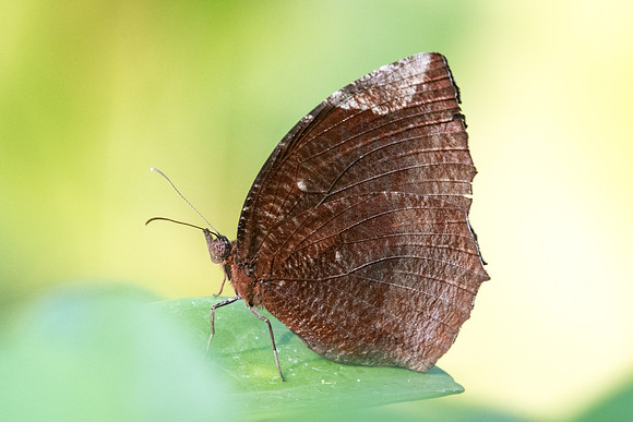 Elymnias hypermnestra tinctoria-8787 - Chiang Mai - 6/03/23