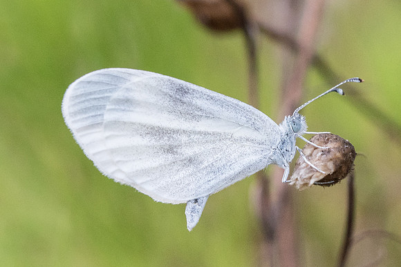 Leptidea sinapis - 6333 - La Queue en Brie - 27/08/17
