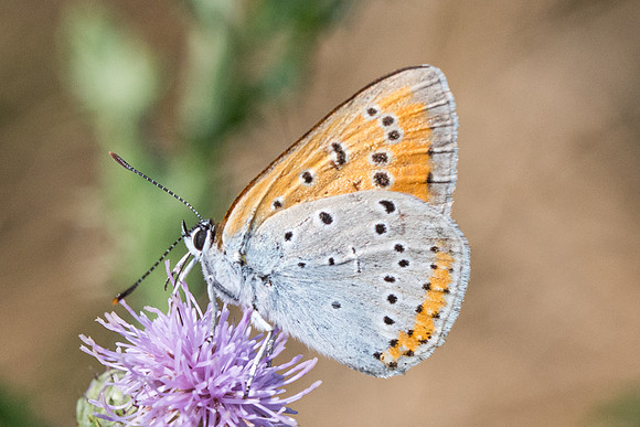 Lycaena dispar ♂-8850 - Orly sur Morin - 4/08/19
