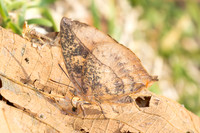 Amblypodia narada taooana-3635  - Doi Inthanon - 23/03/25