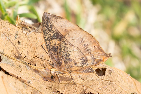 Amblypodia narada taooana-3635  - Doi Inthanon - 23/03/25