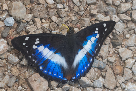 Mimathyma ambica miranda-9010 - Chiang Dao - 14/11/23