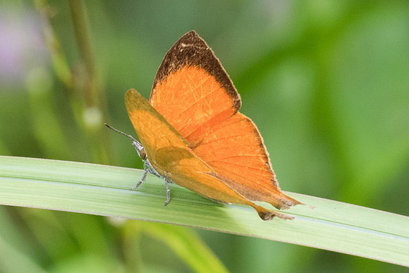 Loxura atymnus-4984 -Phanom Bencha Mountain - 23/11/23