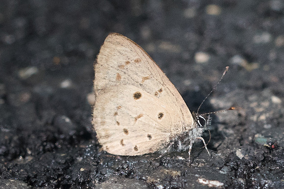 Una usta usta-9339 - Chiang Dao - 14/11/23