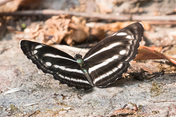 Neptis nashona aagaardi - 4918 - Doi Suthep - 9/03/23