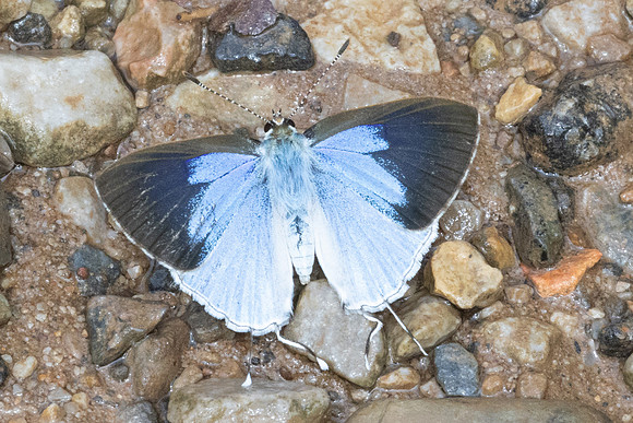 Hypolycaena othona othona-4333 - Chiang Dao - 22/03/24