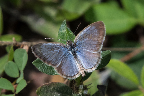 Zizina otis lampa-5655 Ile de Sentosa 3/10/19