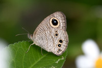 Ypthima baldus sp? -6339 - Krabi - 25/11/23