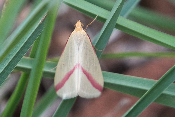 Rhodometra sacraria 8552