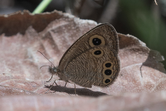 Ypthima huebneri-2444 - Chiang Rai - 18/11/23
