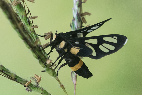 Amata sperbius-9624 - Ayutthia 23/03/23
