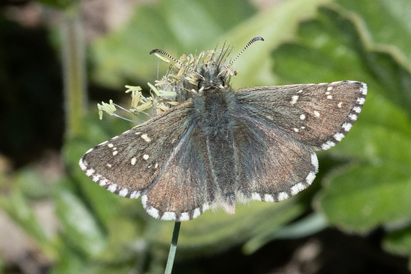 Pyrgus cacaliae-1128 - Col d'Agnel - 24/06/25