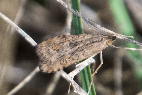 Nomophila noctuella - 8427 Octon 30/09/22