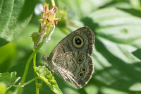 Ypthima sp-2700 - Chiang Rai, Temple blanc - 18/11/23