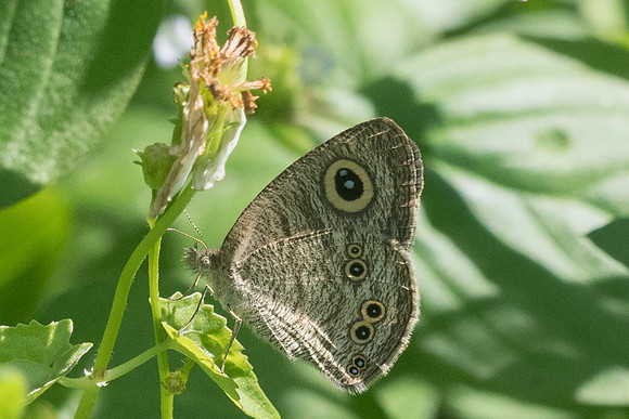 Ypthima sp-2700 - Chiang Rai, Temple blanc - 18/11/23