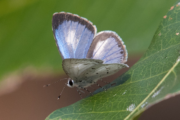 Acytolepis puspa-2347 - Doi-Suthep - 8/03/23