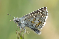 Pyrgus sidae-8530 - Puits de Rians - 3/06/25