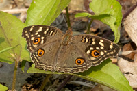 Junonia citronias-3381