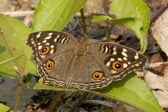 Junonia citronias-3381