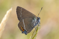 Satyrium spini-9020 - Artigues - 6/06/25