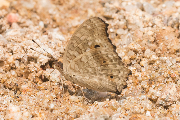 Junonia lemonias-8852 - Koh Samui - 16/03/23